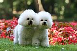 BICHON FRISE 608